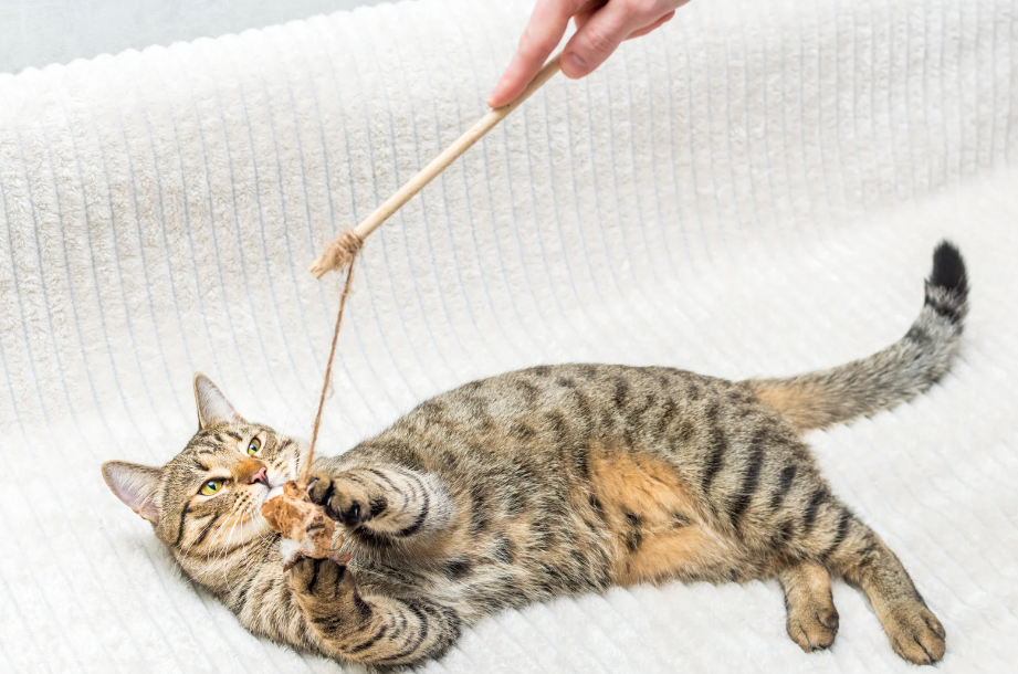 Le chat a t'il besoin de jouer ?