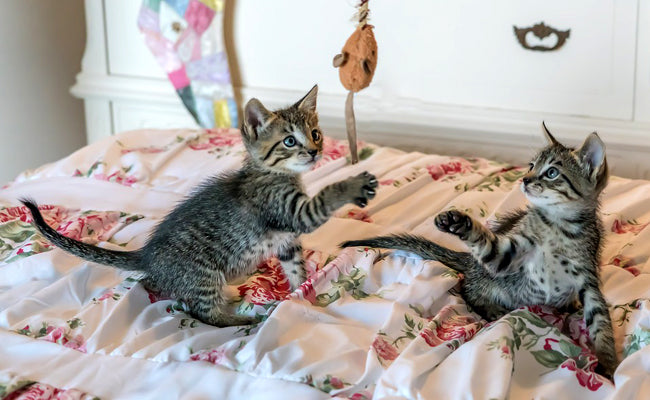 guide des jeux pour mon chaton