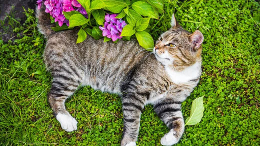 la valériane pour calmer mon chat