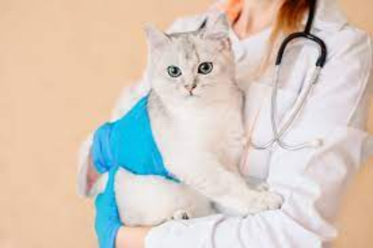 visite de mon chat chez le vétérinaire, il est dans ses bras et n'est pas rassuré