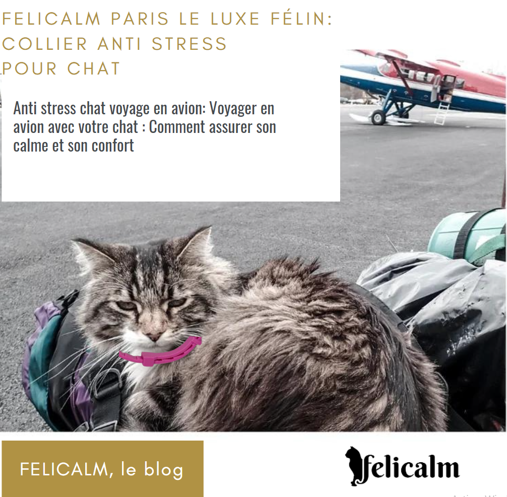  chat voyage en avion anti stress phéromone