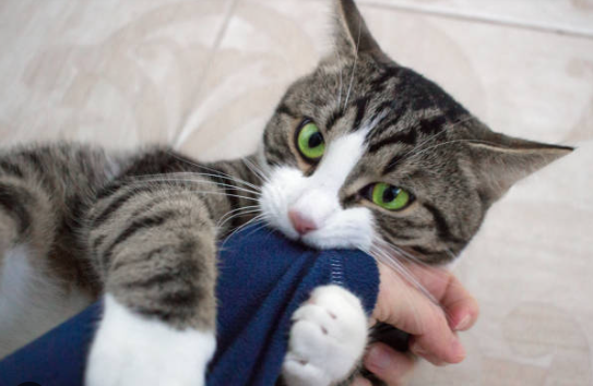 mon chat mordille