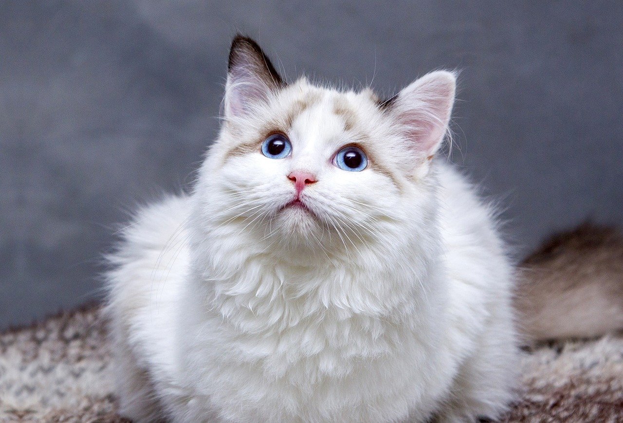 comment communiquer avec son chat