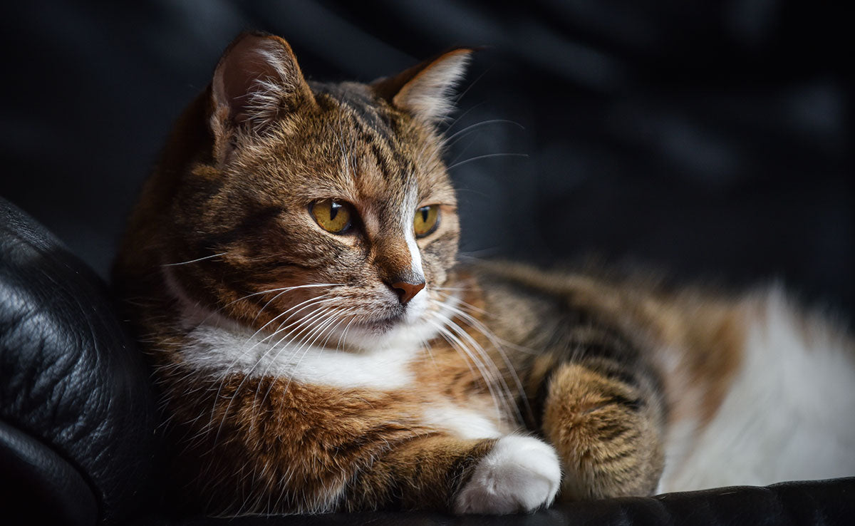 chat qui déprime