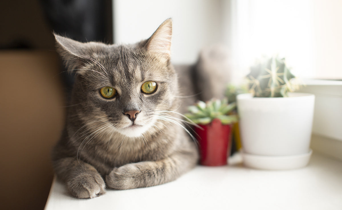 chat seul et triste