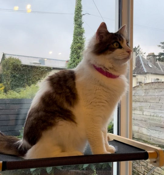 Connaissez vous la personnalité de votre chat ?