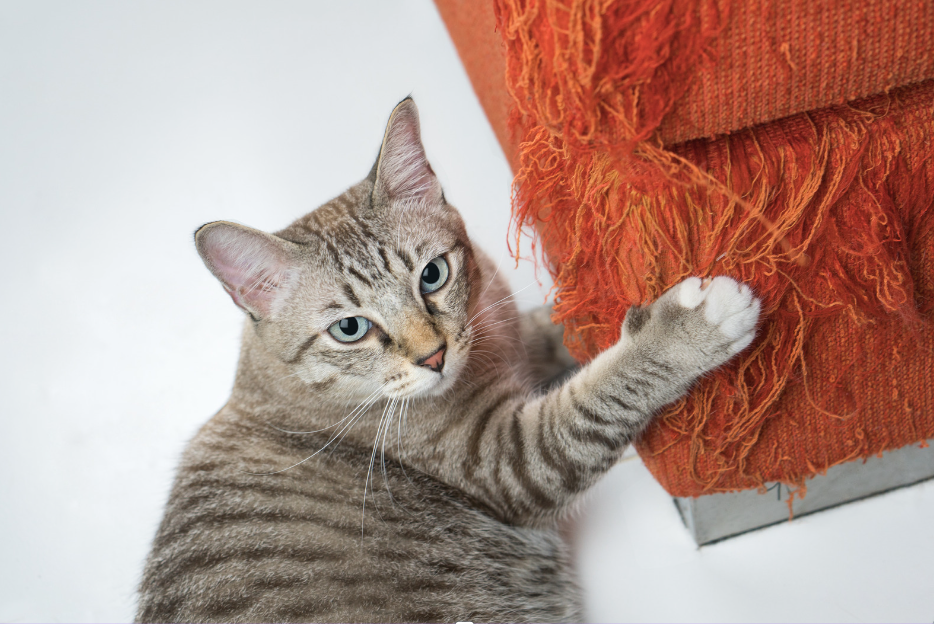 Griffures Intempestives chez les Chats