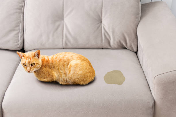 chat qui urine sur un canapé