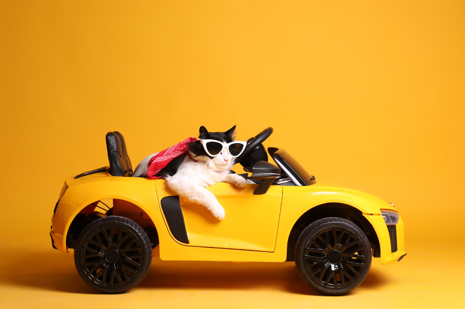 mon chat voyage