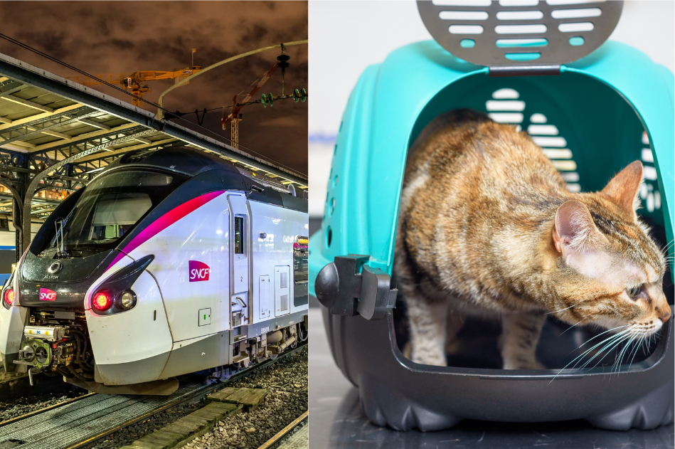 Voyager en train avec votre chat: CHAT SNCF  les règles pheromone chat , phéromone chat , décontractant chat  ,calmant chat, antistress chat,anti stress chat ,phéromone antistress chat
