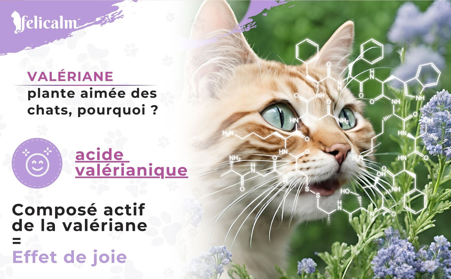 odorat du chat