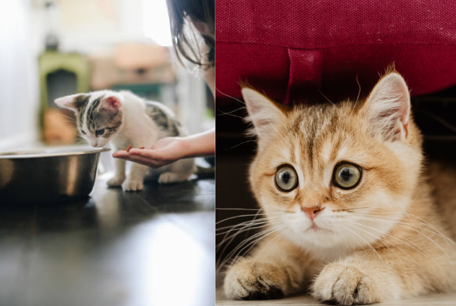 chat déprime ,chat se cache pheromone valériane Diffuseur phéromones chat stressé, Spray calmant chat, Collier anti-stress chat, Valériane chat apaisant, Kit diffuseur anti-stress, Phytothérapie pour chats anxieux, Phéromones naturelles pour chat, Produit calmant chat voyage, Anti-stress pour chats sensibles, Diffuseur phéromones avec recharge, Collier calmant aux phéromones, Spray relaxant huiles essentielles, Traitement stress chaton naturel, Phéromones pour conflits entre chats, Apaisant naturel  chat