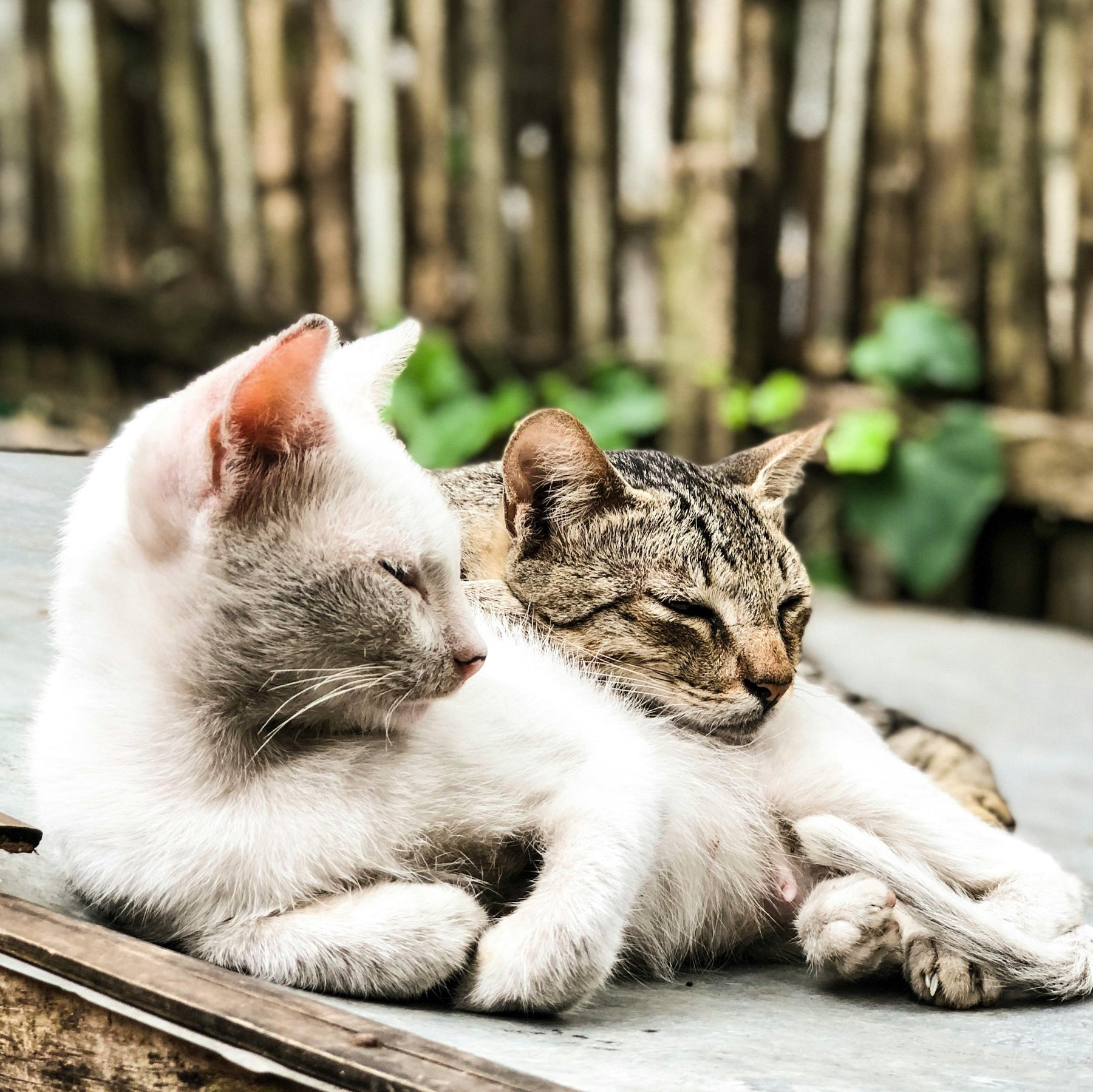 nouveau chat bien accepté
